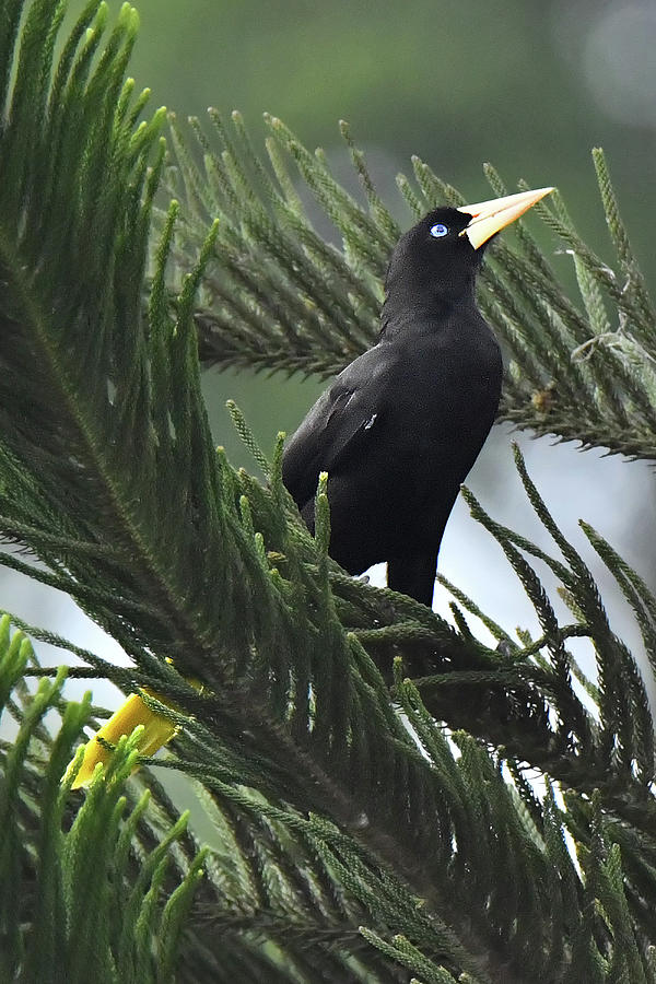 Yellow-rumped Cacique Photograph by Alan Lenk