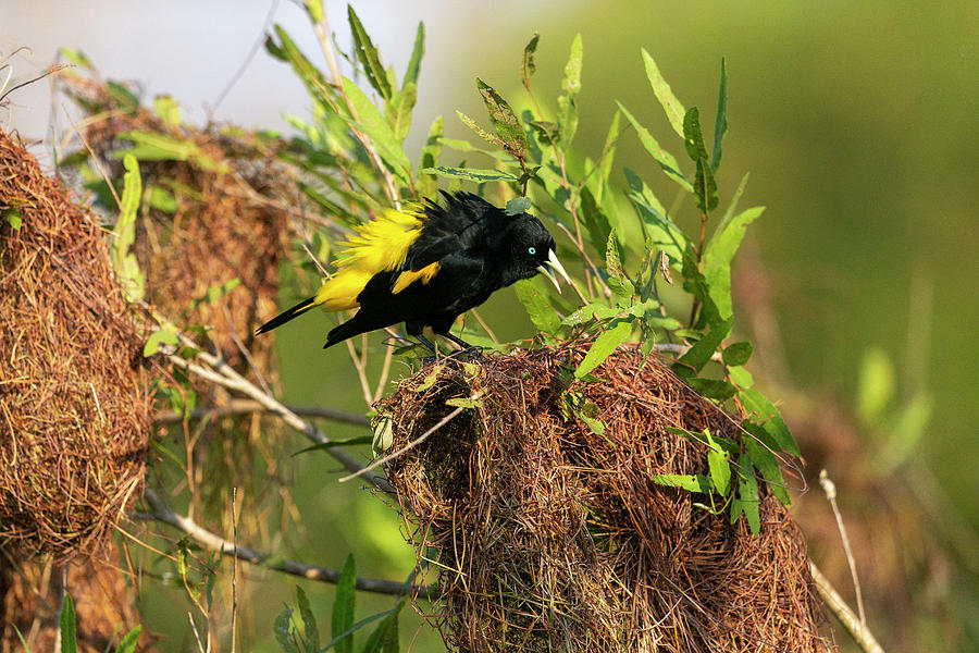 Wildlife Photograph - Yellow-rumped Cacique At Nest, Pantanal, Mato Grosso by Sylvain Cordier / Naturepl.com