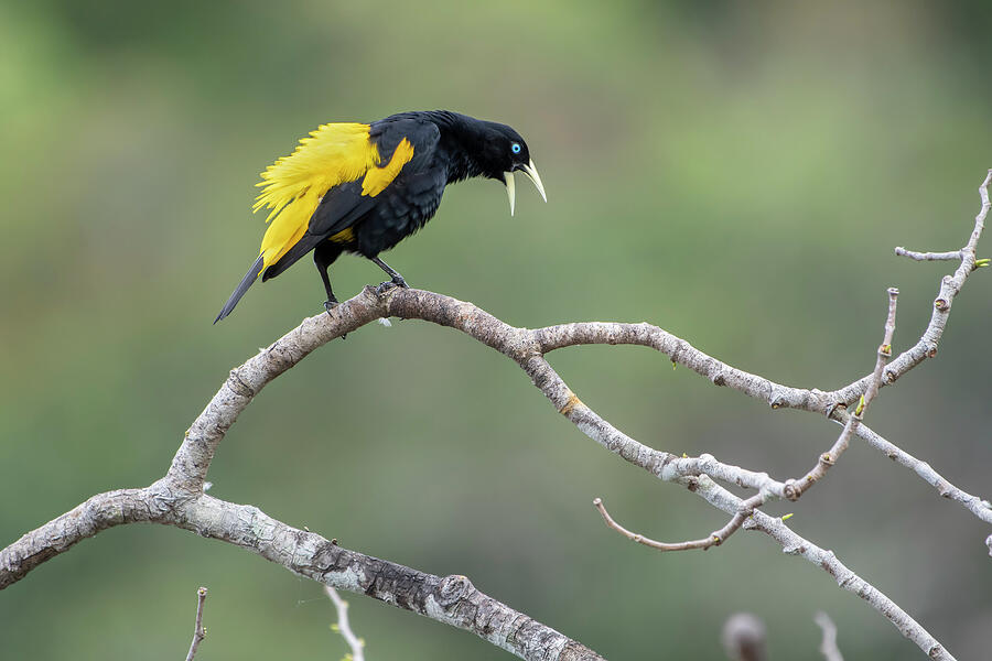Wildlife Photograph - Yellow-rumped Cacique Calling, Madidi Np by Bernard Castelein / Naturepl.com
