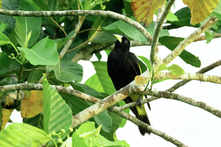 Nature Photograph - Yellow Rumped Cacique by Dr P. Marazzi/science Photo Library