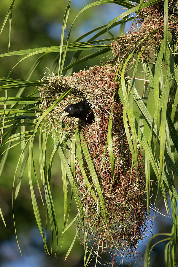 Animal Photograph - Yellow Rumped Cacique In Nest by Suzi Eszterhas