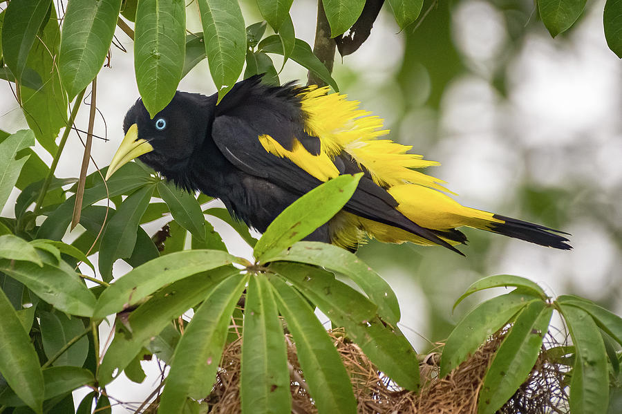 Bird Photograph - Yellow Rumped Cacique La Fortuna Yopal Casanare Colombia by Adam Rainoff