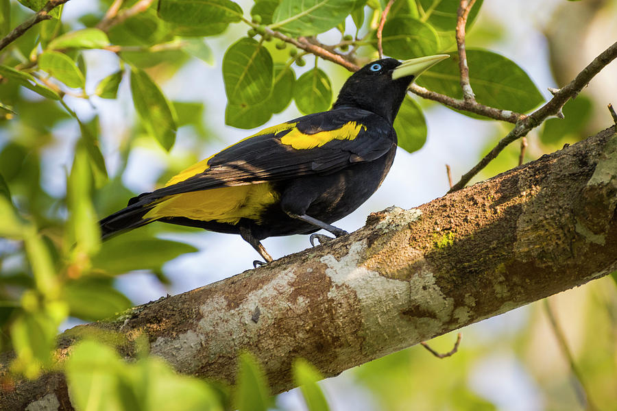 Bird Photograph - Yellow Rumped Cacique La Palmita Casanare Colombia by Adam Rainoff