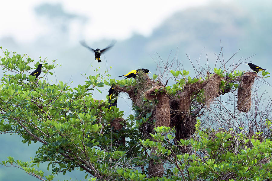 Wildlife Photograph - Yellow-rumped Cacique Nest Colony Rainforest Near Manaus by Konrad Wothe / Naturepl.com