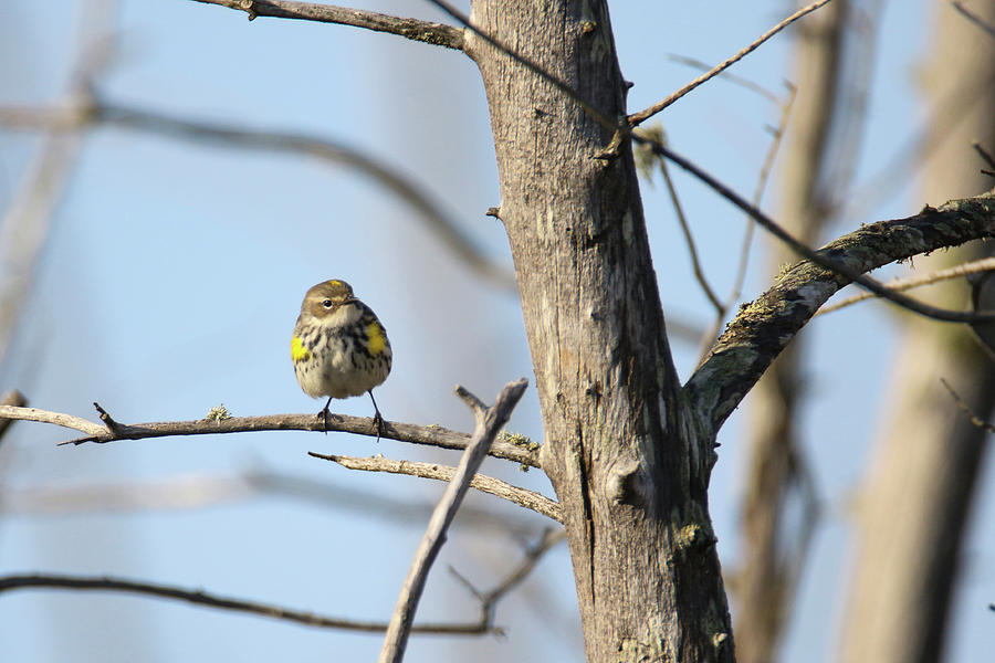 Yellow Rumped Warbler 2 Photograph by Brook Burling
