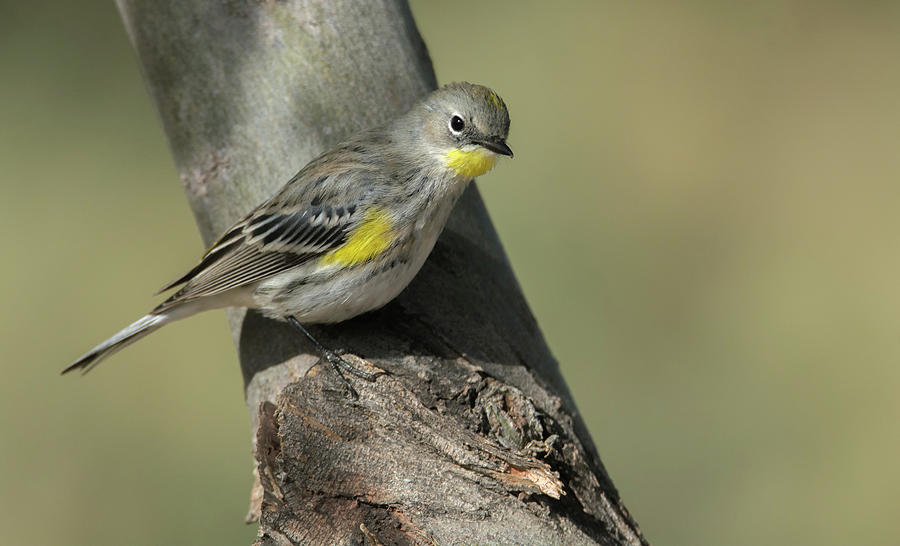 Yellow-rumped Warbler 2654-120118-1cr Photograph by Tam Ryan