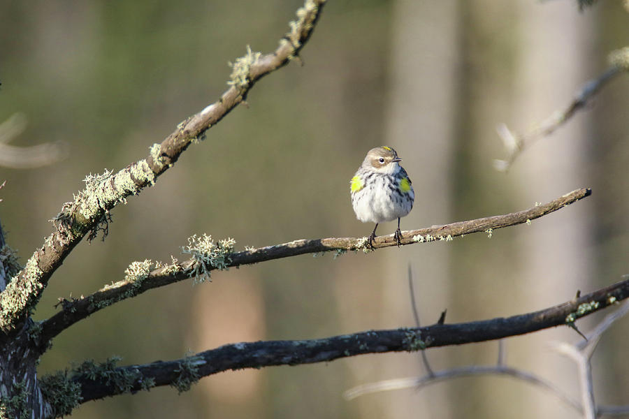Yellow Rumped Warbler 3 Photograph by Brook Burling