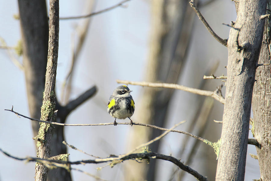 Yellow Rumped Warbler 4 Photograph by Brook Burling