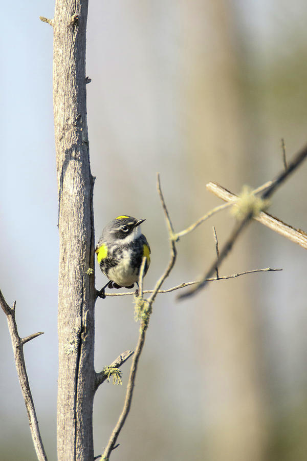 Yellow Rumped Warbler 5 Photograph by Brook Burling