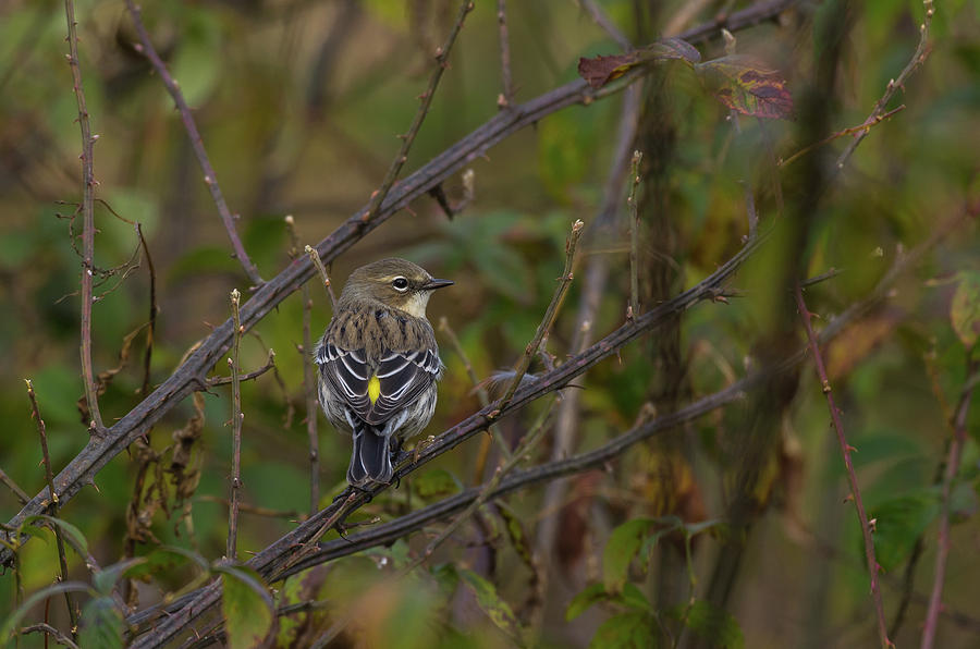 Yellow-rumped Warbler - 7853 Photograph by Jerry Owens