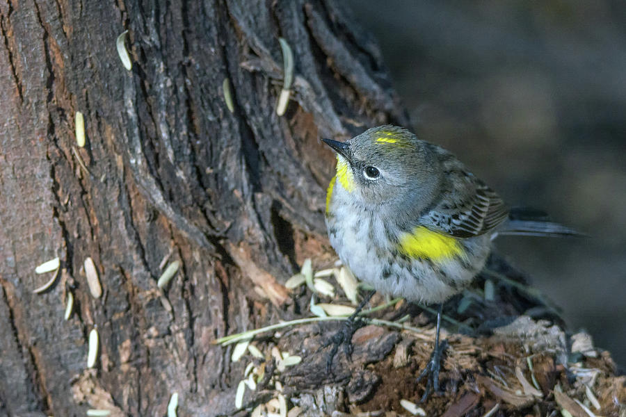 Yellow-rumped Warbler 8805-122818-1 Photograph by Tam Ryan