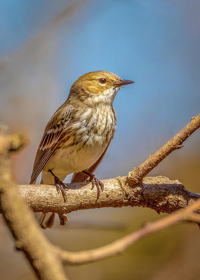 Yellow-Rumped Warbler Photograph by Allin Sorenson