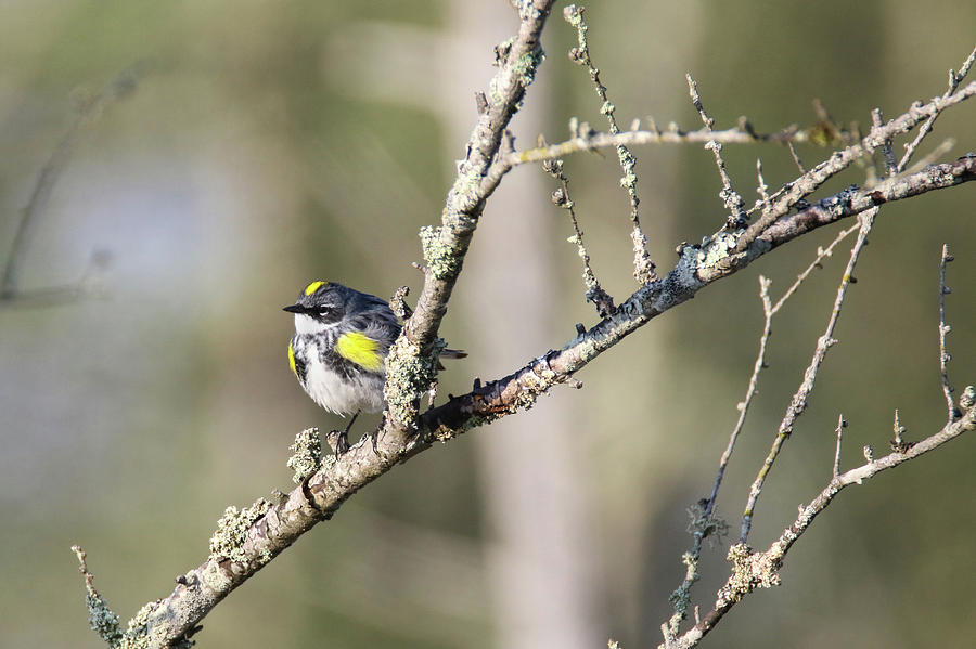 yellow Rumped Warbler Photograph by Brook Burling