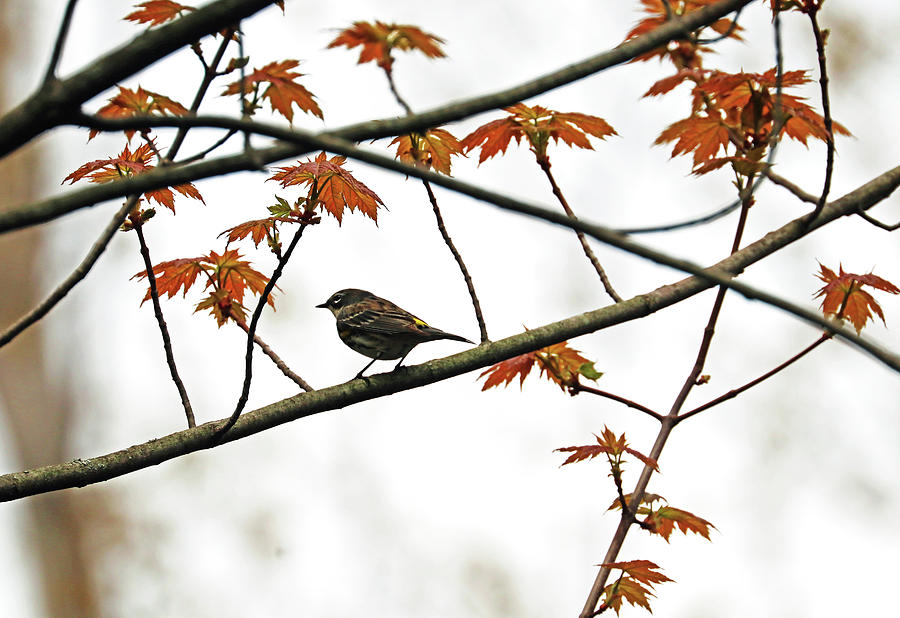 Yellow Rumped Warbler In Spring Photograph