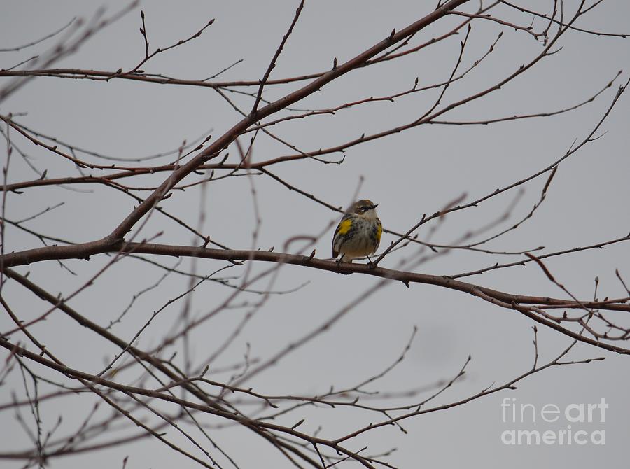 Yellow-rumped Warbler Photograph by Maria Urso