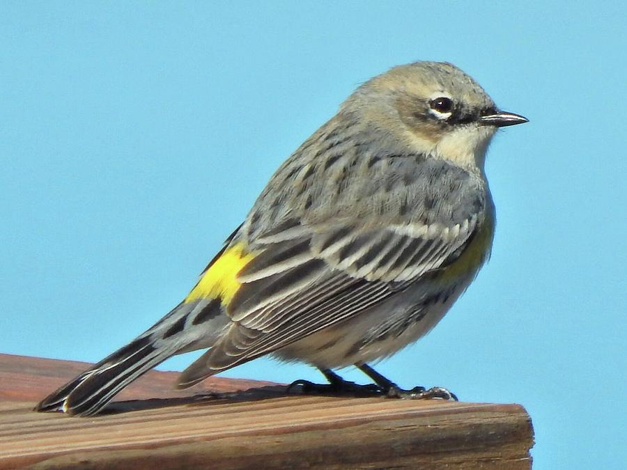 Yellow-rumped Warbler Perfect Pose Photograph by Karen Stansberry