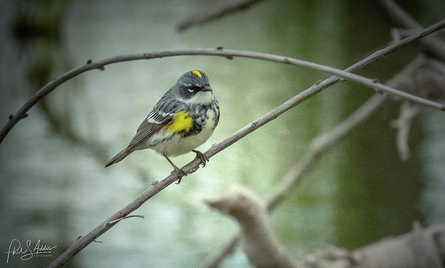 Yellow-Rumped Warbler Photograph by Phil S Addis