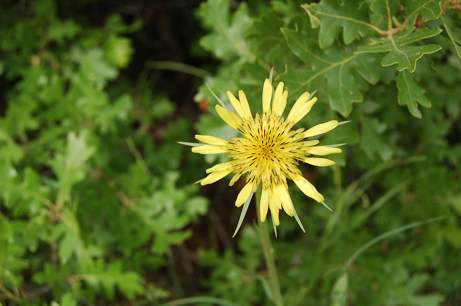 Yellow Salsify Wildflower - Spruce Mt. Photograph by Jennifer Forsyth