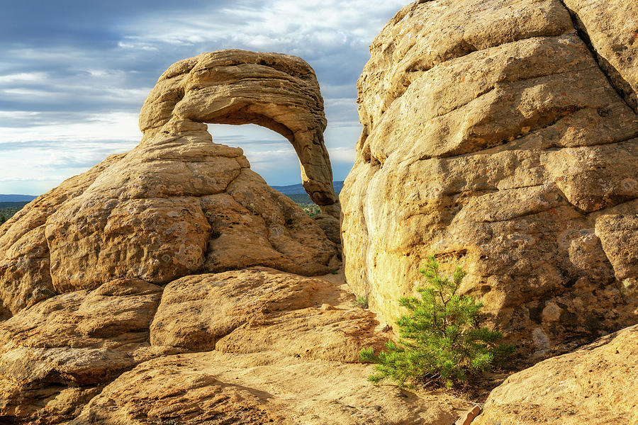 Yellow Sandstone Arch and small pine tree Photograph by Alex Mironyuk