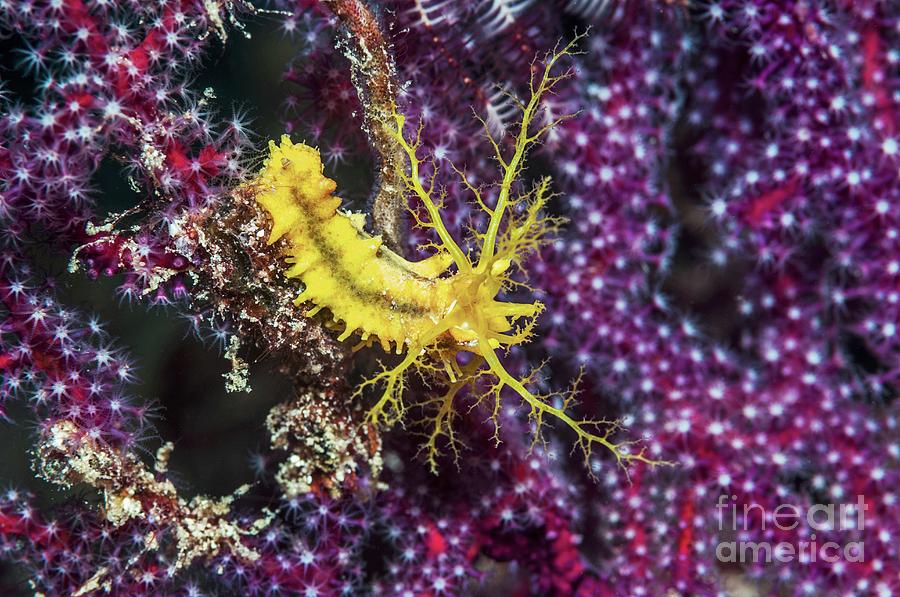 Yellow Sea Cucumber Photograph by Georgette Douwma/science Photo Library
