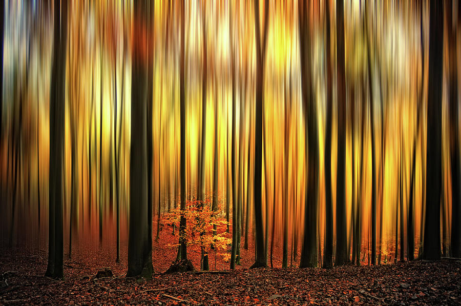 Yellow Shadow In Autumn Forest Photograph by Philippe Sainte-laudy Photography