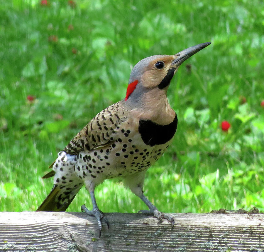Yellow-shafted Northern Flicker Photograph by Linda Stern