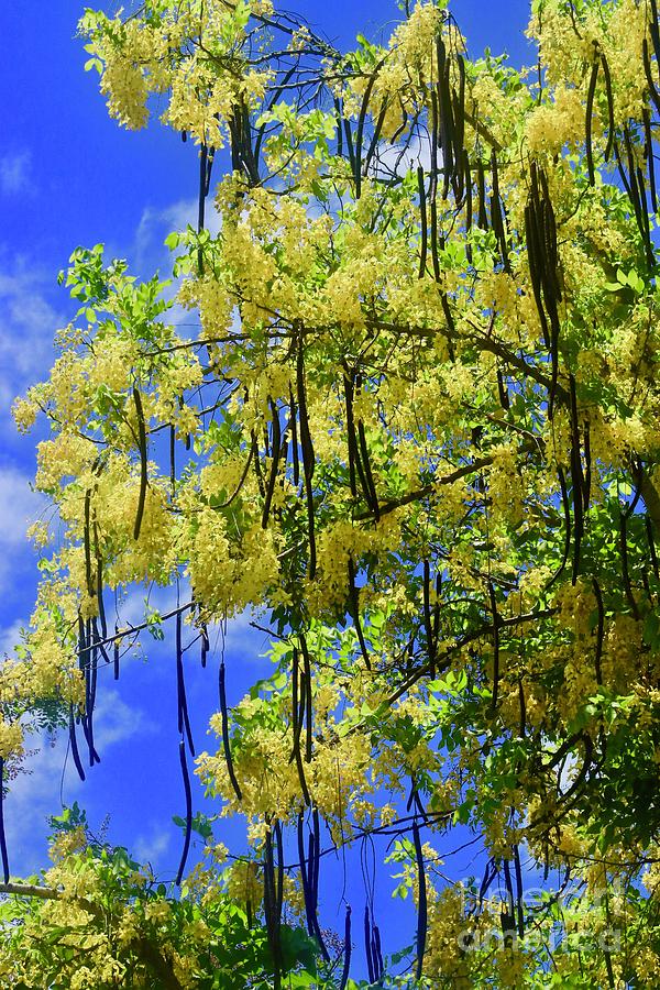 Yellow Shower Tree Photograph by Craig Wood