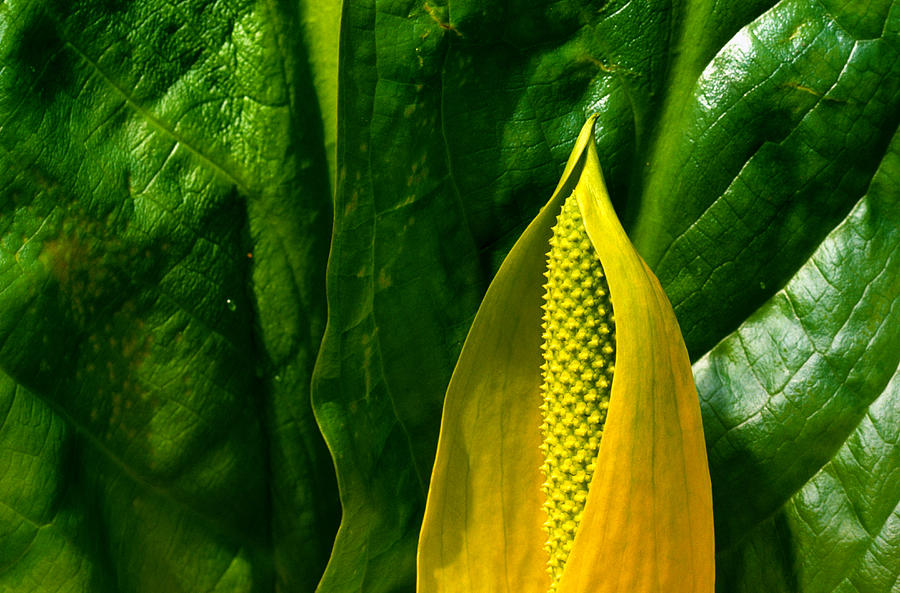 Yellow Skunk Cabbage Lysichitum Photograph by Art Wolfe