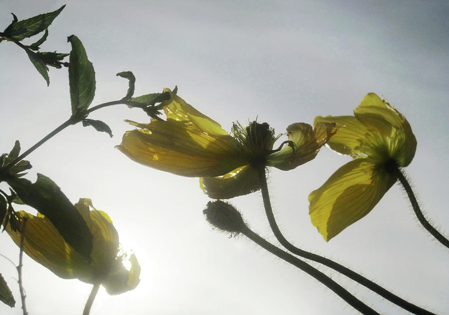 Yellow Sky Flowers Photograph by Jaeda DeWalt
