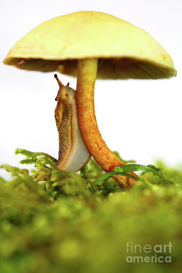 Yellow slug mushroom whimsical beauty Photograph by Robert C Paulson Jr