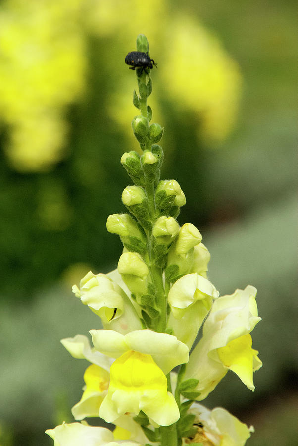 Yellow Snap Dragon Photograph by Etiebia Ncho Abbas Effendi | Pixels