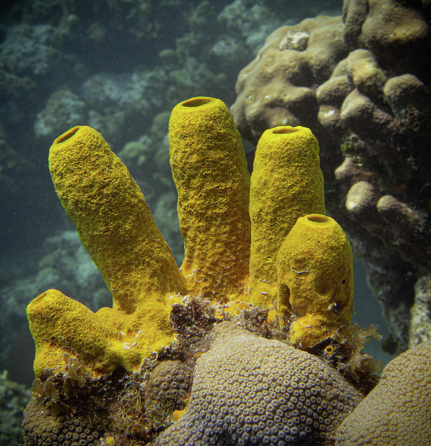 Yellow Sponge Colony Photograph by Jean Noren
