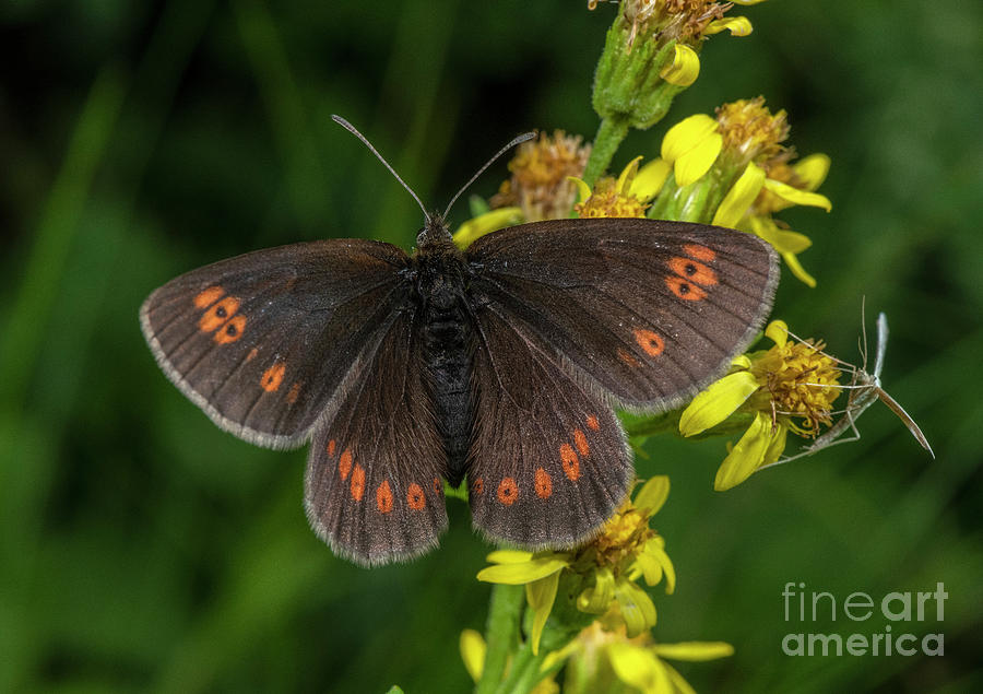 Yellow Spotted Ringlet Butterfly Photograph by Bob Gibbons/science Photo Library