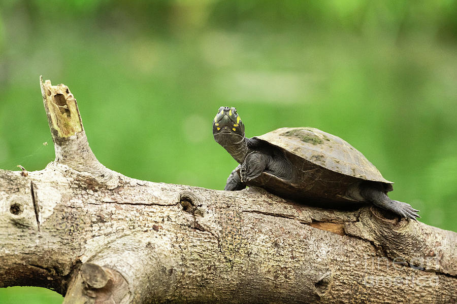 Yellow-spotted River Turtle by Dr P. Marazzi/science Photo Library