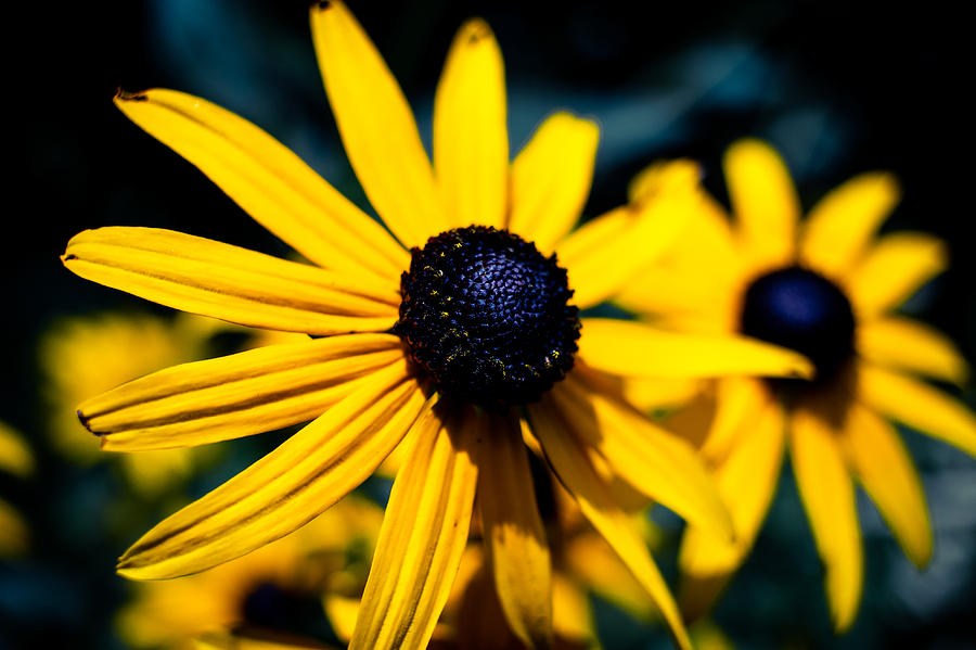 Yellow spring flowers Photograph by Aris Mozes - Pixels