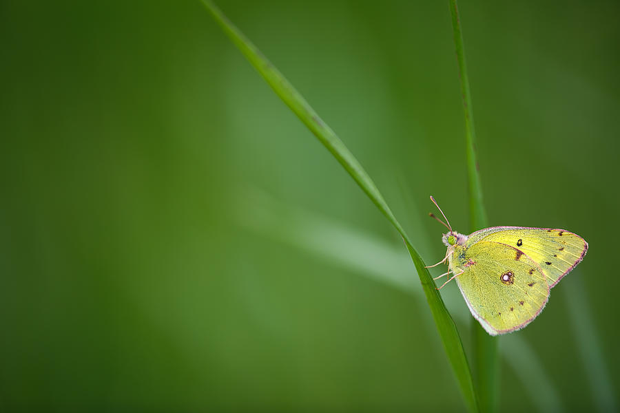 Yellow Spring Photograph by Mirai Takahashi