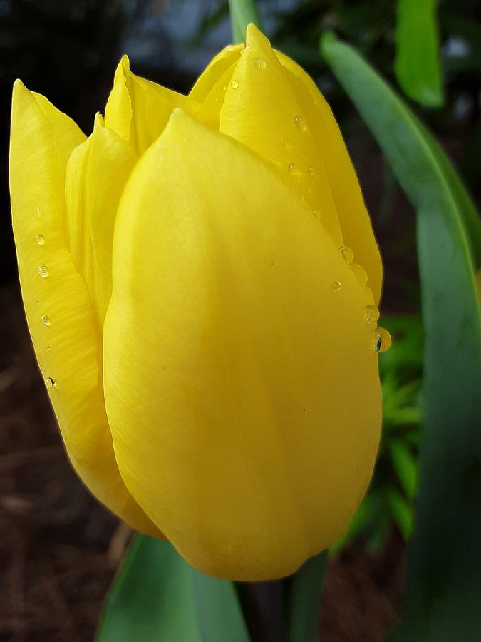 Yellow Spring Tulip Photograph by CG Abrams