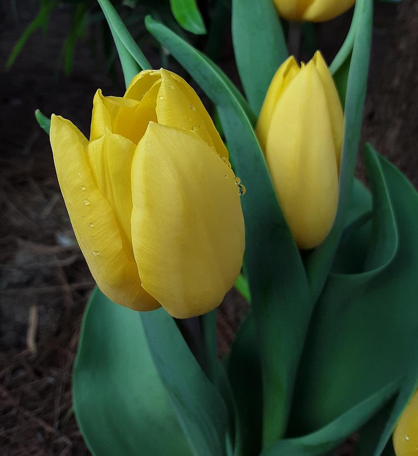 Yellow Spring Tulips Photograph by CG Abrams
