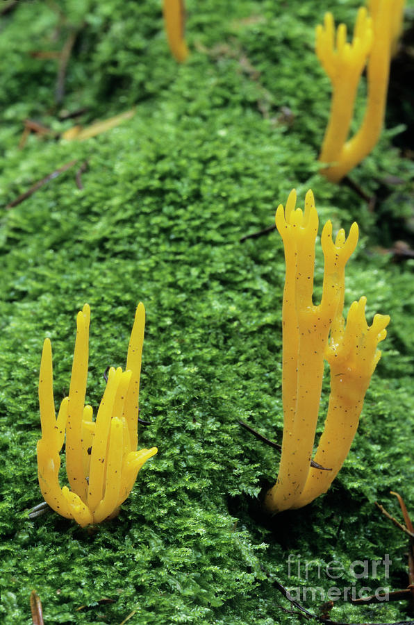 Nature Photograph - Yellow Staghorn Fungi by John Wright/science Photo Library