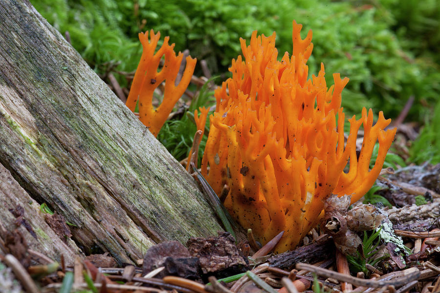 Yellow Stagshorn, A Jelly Fungus, Calocera Viscosa, Bavarian Forest National Park, Lower Bavaria, Bavaria, Germany Photograph by Volker Mther