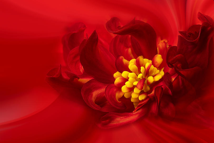 Flower Photograph - Yellow Stamen by Lydia Jacobs