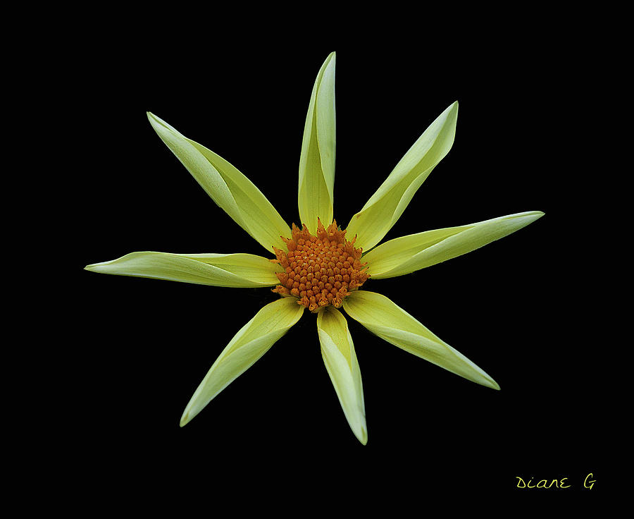 Yellow Star Dahlia Photograph by Diane Giurco
