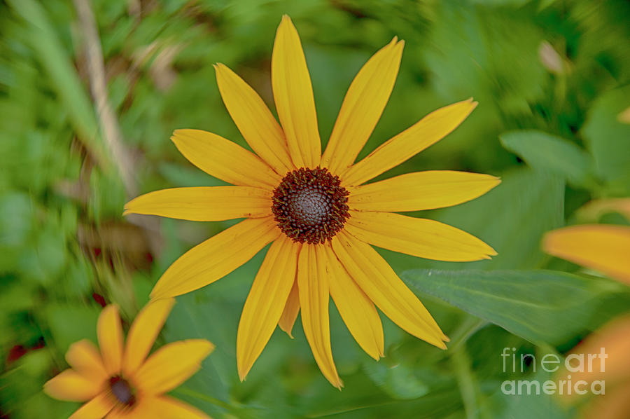 Yellow Star Power by Ruth H Curtis Yellow Star Power by Ruth H Curtis