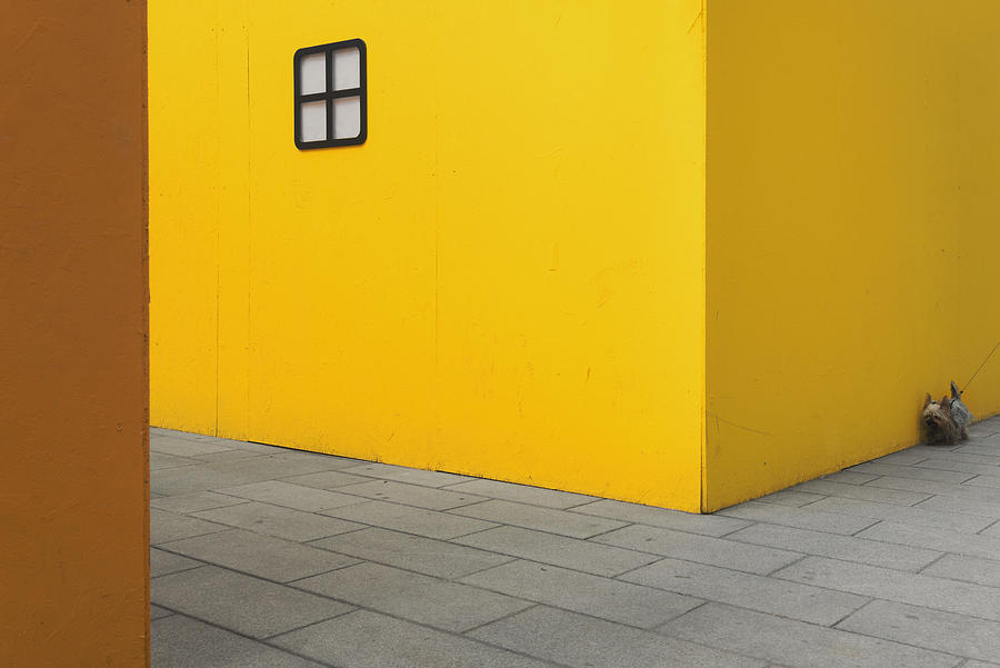 Yellow Street Dog Photograph by Carlo Tonti