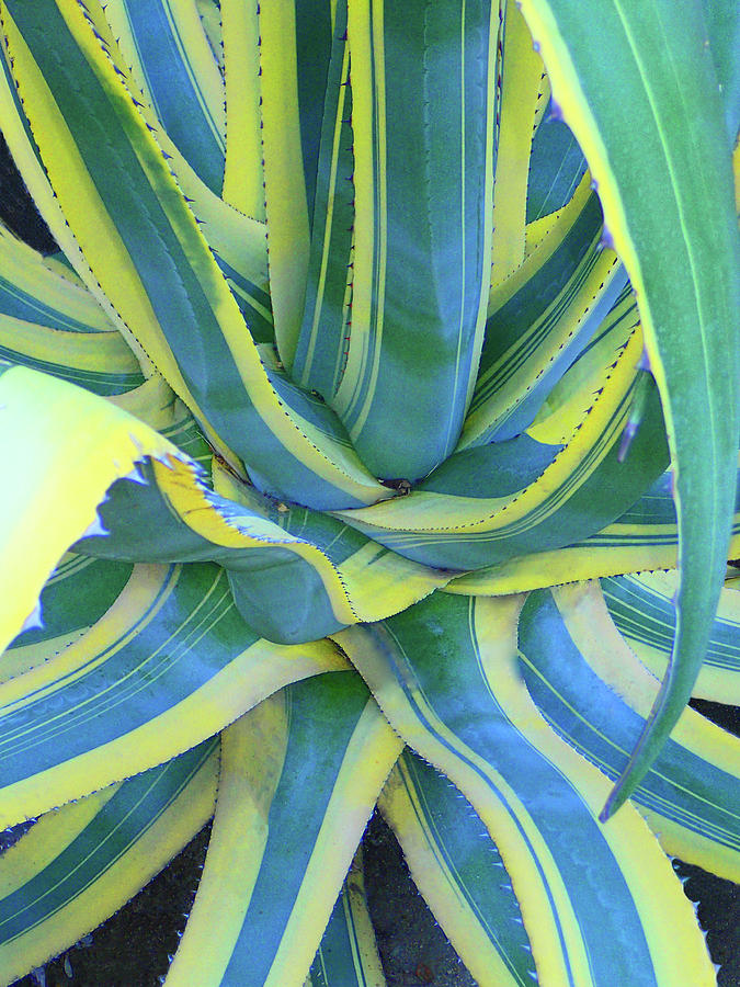 Desert Photograph - Yellow Striped Cactus by Francine Stuart