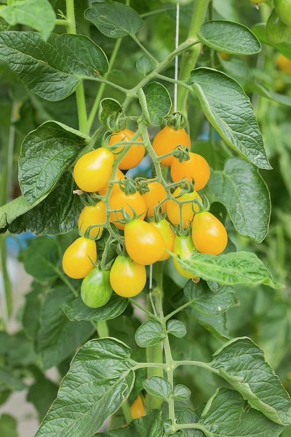 Yellow Submarine Tomatoes On A Vine Photograph by Sabine Lscher