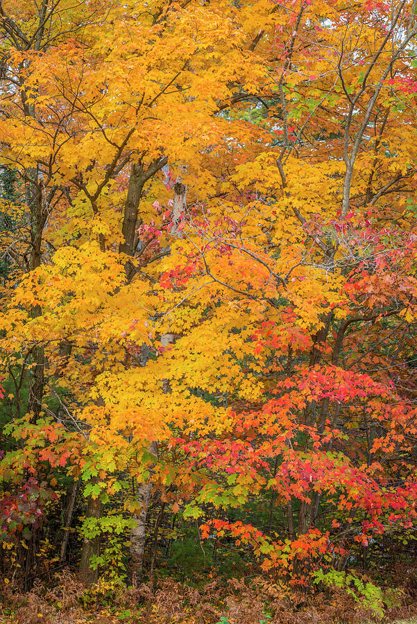 Tree Photograph - Yellow Sugar Maple Tree And Red Maple Tree In Autumn by John Shaw / Naturepl.com