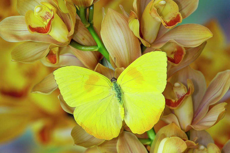 Cymbidium Photograph - Yellow Sulfur Butterfly On Large Golden by Darrell Gulin