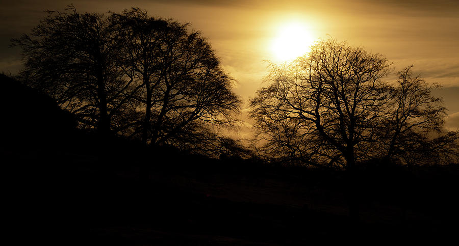 Yellow sun over dark trees Photograph by Scott Lyons