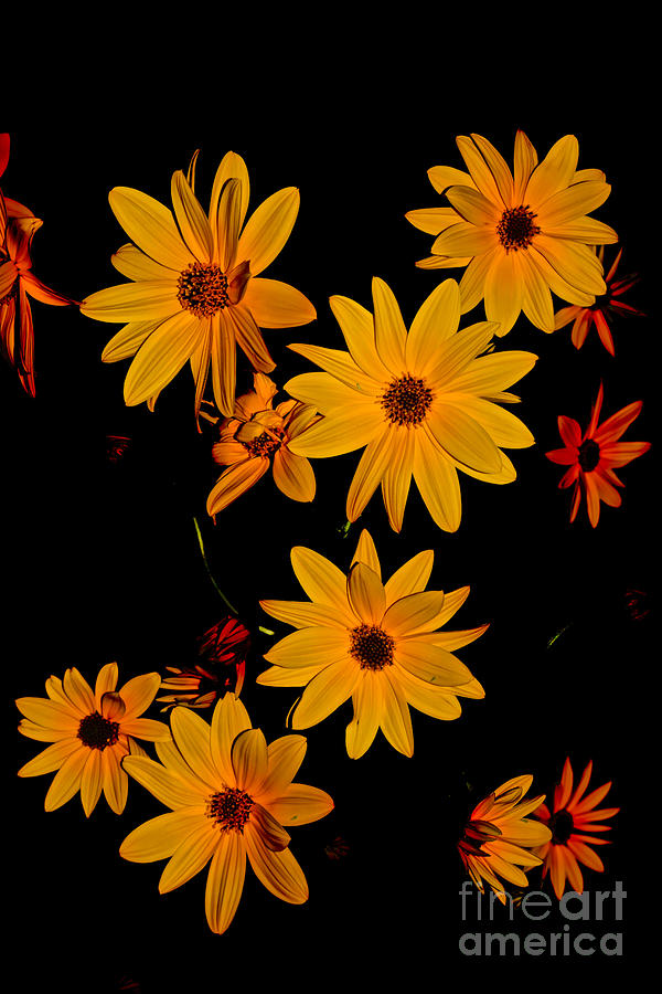 Portrait of  Sunflowers Beauty Photograph by Debra Banks